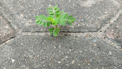 plant on the ground