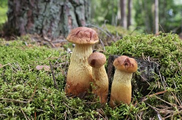 Boletus grow in the fall in a coniferous forest. Aureoboletus projectellus