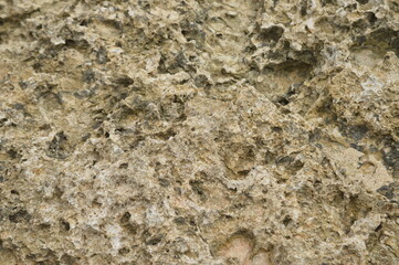 Coral texture for background of decoration 