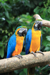 A pair of parrots in Malacca Zoo