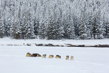 A pack of hunting wolves in Yellowstone National Park, USA. Hayden Valley, in winter snow. © James