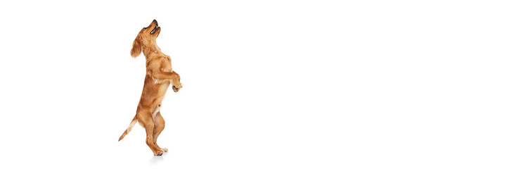 Playful, cute purebred dog, English cocker spaniel standing on hind legs isolated on white background. Concept of domestic animals, pet care, vet, action and motion, friend. Copy space for ad. Banner