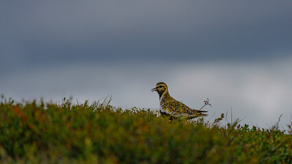 Bird in the mountain