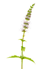 Spearmint isolated on white background, Mentha spicata