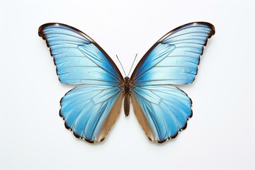 A butterfly with light blue wings, the pearl morpho sulkowski lympharis, seen alone against a white backdrop. Generative AI