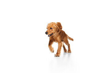 Smart pet, purebred dog, English cocker spaniel in motion, running isolated on white background. Concept of domestic animals, pet care, vet, action and motion, love, friend. Copy space for ad