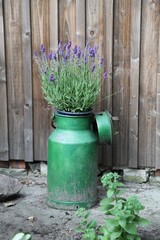 Bauernhofidylle, Lavendel mit alter Milchkanne
