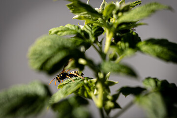 wasp on a leaf in the sun