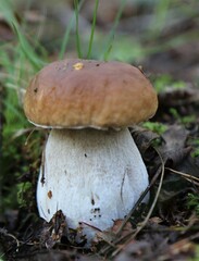 Boletus grows in the forest. Around twigs, moss and fallen leaves. Natural product. Picking up mushrooms. Macro.