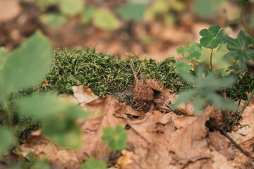 green moss in the forrest