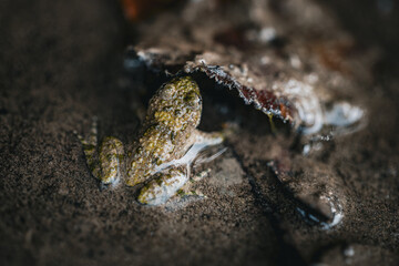 frog partially in the water
