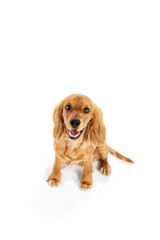 Top view of cute, adorable dog, English cocker spaniel calmly sitting and looking isolated on white background. Concept of domestic animals, pet care, vet, action and motion, friend. Copy space for ad