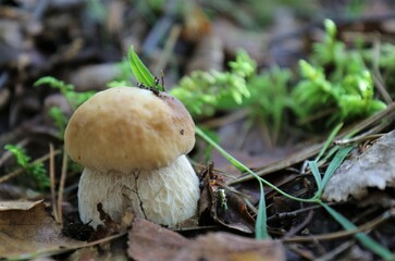 Boletus grows in the forest. Around twigs, moss and fallen leaves. Natural product. Picking up mushrooms. Macro.