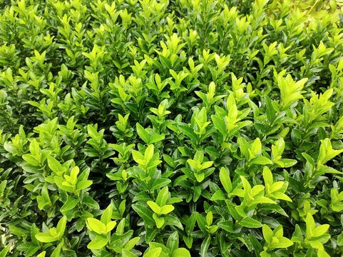 Euonymus japonicus 'Green Spire'