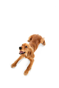 Top view of cute, adorable dog, English cocker spaniel lying on floor and playfully looking isolated on white background. Concept of domestic animals, pet care, vet, love, friend. Copy space for ad