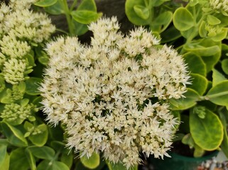 Sedum spectabile 'Stardust'