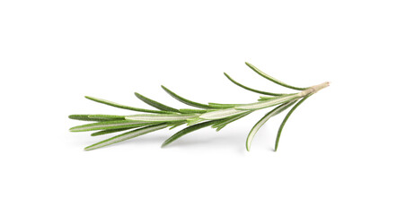 Fototapeta premium Sprig of fresh rosemary isolated on white