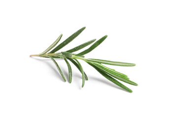 Sprig of fresh rosemary isolated on white