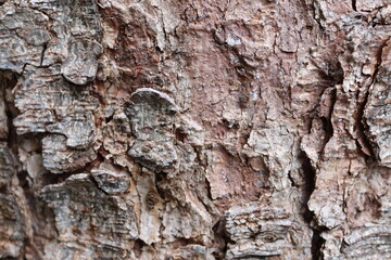 tree trunk 1