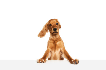 Beautiful, purebred dog, English cocker spaniel leaning on table and looking isolated on white background. Concept of domestic animals, pet care, vet, action, motion, love, friend. Copy space for ad