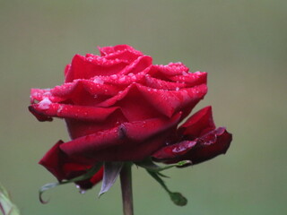 Red rose on a bush with a bud