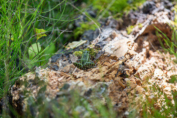 A green northern leopard frog perched on a log in Rondeau Provincial Park.