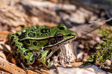 A green northern leopard frog perched on a log in Rondeau Provincial Park.