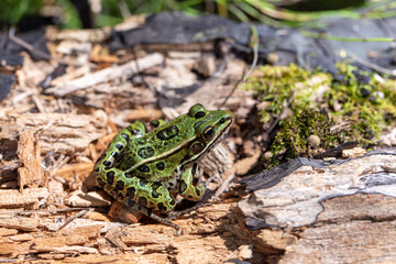 A green northern leopard frog perched on a log in Rondeau Provincial Park.