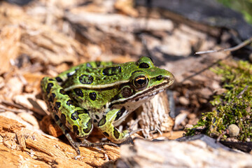 A green northern leopard frog perched on a log in Rondeau Provincial Park.