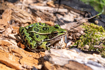 A green northern leopard frog perched on a log in Rondeau Provincial Park.