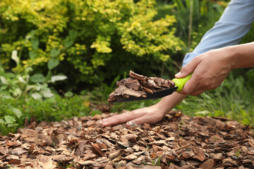 Woman mulching soil with bark chips in garden, closeup