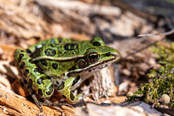 A green northern leopard frog perched on a log in Rondeau Provincial Park.