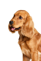 Beautiful, golden, purebred dog, English cocker spaniel calmly sitting isolated on white background. Concept of domestic animals, pet care, vet, action and motion, love, friend. Copy space for ad