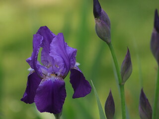 Large purple iris on a background of grass and buds