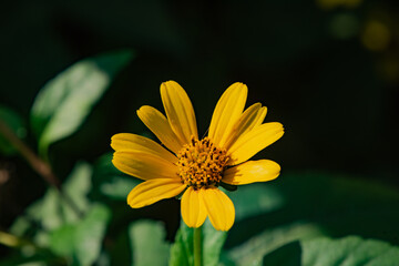 Beautiful yellow flowers that grow naturally in the fields