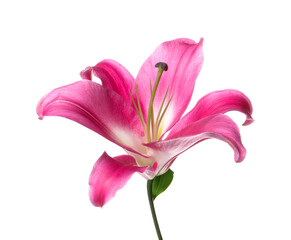 Fototapeta na wymiar Beautiful pink lily flower isolated on white