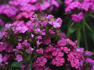 Purple flowers on a background of green leaves and plants