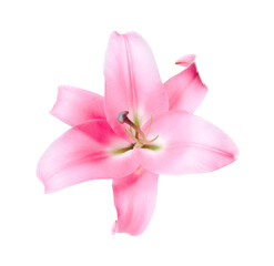 Beautiful pink lily flower isolated on white