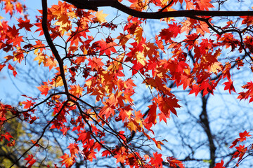 秋季、紅葉日和