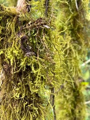 close-up on moss in an Ethiopian forest