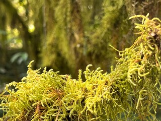 close-up on moss in an Ethiopian forest