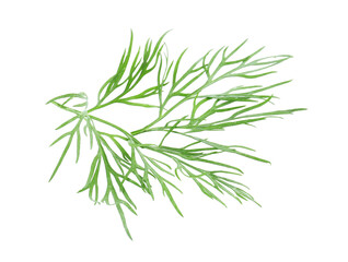 Sprig of fresh dill isolated on white