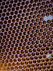 Close-up of a natural bee comb made by wild bees