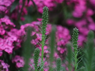 Purple flowers on a background of green leaves and plants