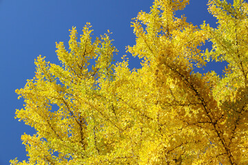 秋季、紅葉日和