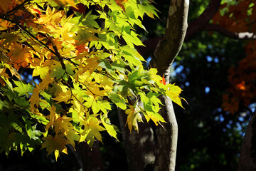 秋季、紅葉日和
