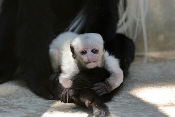 カメラ目線のアビシニアコロブスの赤ちゃん