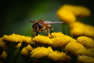 Bee on a flower
