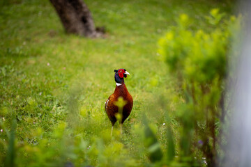 Faisan mâle dans le jardi