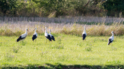 Obraz na płótnie Canvas Multiple storks standing in the green grass